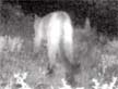 Cougar or mountain lion