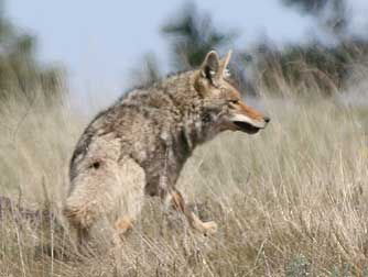 Picture of a coyote running