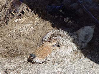 Picture of Eastern Washington coyote or Canis latrans