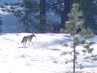 Picture of coyote hunting during winter - Canis latrans