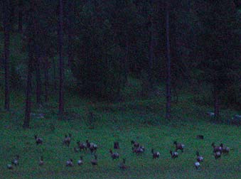 Elk herd in Hellgate Game Reserve, Colville Indian Reservation