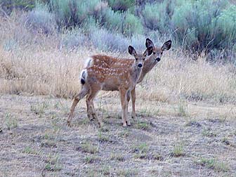 Deer Fawns