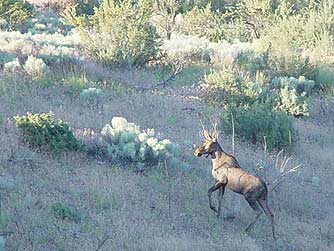 Picture of eastern Washington moose at Lake Roosvelt, Wa