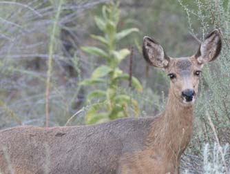 Mule deer doe