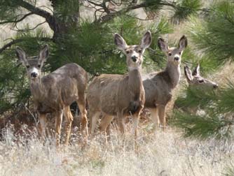 Eastern Washington mule deer herd