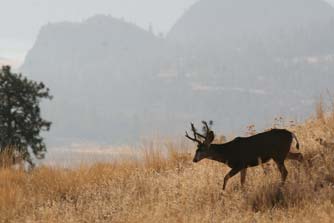 Running mule deer buck