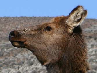 Quilomene elk head