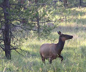 rocky mountain elk