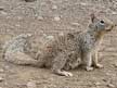 Beechey or California ground squirrel pictures