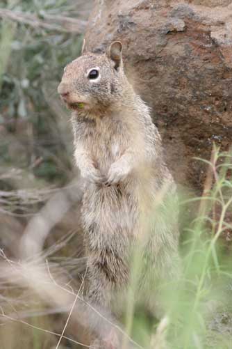 Picture of Beechey ground squirrel or Spermophilus beecheyi