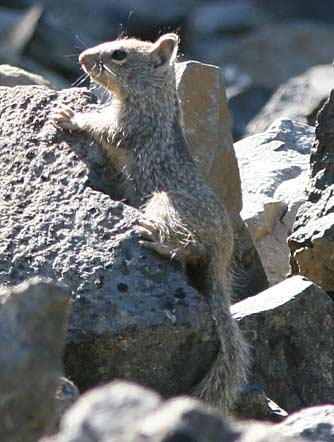 Beechey or California ground squirrel at Bear Canyon