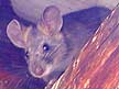 Bushy-tailed woodrat (pack rat)