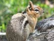 Cascade golden-mantled ground squirrel pictures