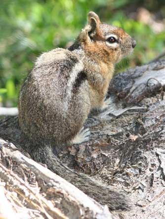 Picture of golden mantled ground squirrel or Spermophilus saturatus