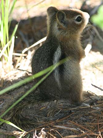 Picture of golden mantled ground squirrel or Spermophilus saturatus