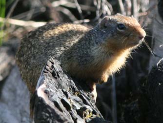 Picture of Columbian ground squirrel or Spermophilus columbianus