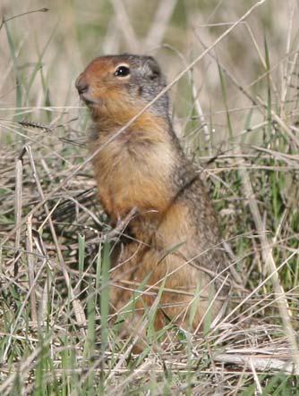 Picture of Columbian ground squirrel or Spermophilus columbianus