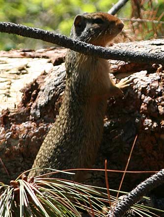 Picture of Columbian ground squirrel or Spermophilus columbianus
