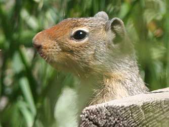 Picture of Columbian ground squirrel or Spermophilus columbianus