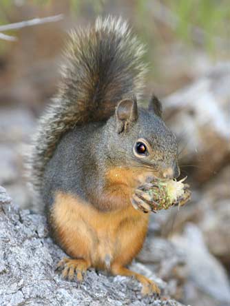 Picture of a Douglas' squirrel or Tamiasciurus douglasii