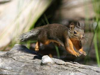 Picture of a Douglas' squirrel or Tamiasciurus douglasii