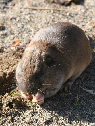 Picture of a northern pocket gopher or Thomomys talpoides eating grass roots