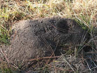 Gopher mound with hole to one side