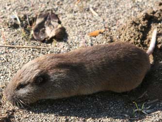 Gopher snake prey - northern pocket gopher