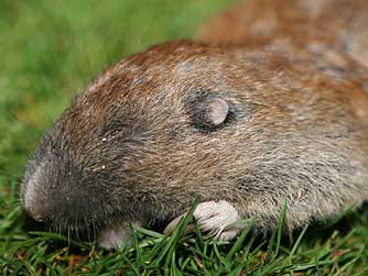 Picture of a brown pocket gopher