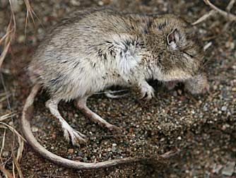 Great basin pocket mouse picture - Parognathus parvus