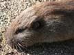 Northern pocket gopher pictures and information