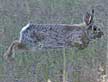 Nuttall's cottontail rabbit