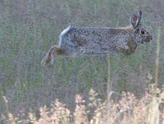 Hopping Nuttall's cottontail rabbit or Sylvilagus nuttallii