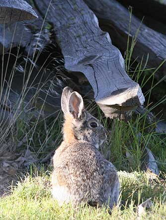 Nuttall's cottontail rabbit or mountain cottontail picture