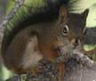Red squirrel pictures