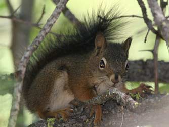Picture of an American red squirrel or Tamiasciurus hudsonicus