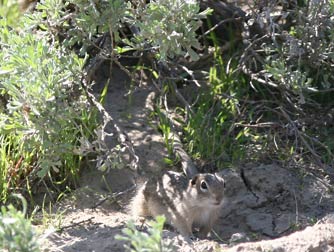 Washington ground squirrel under big sagebrush