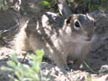 Washington ground squirrel pictures