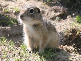 Picture of Washington ground squirrel or Spermophilus washingtoni in spring