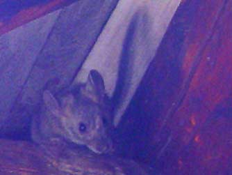 Picture bushy-tailed woodrat - Neotoma cinerea