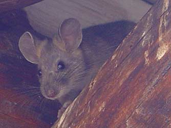 Bushy-tailed woodrat or packrat picture