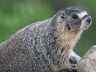 Picture of a yellow bellied marmot or Marmota flaviventris