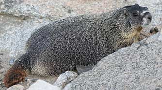 Picture of a yellow bellied marmot from head to tail