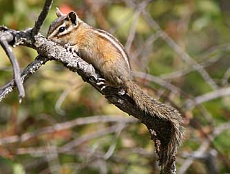 Picture of yellow pine chipmunk or Tamias amoenus