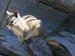 Yellow pine chipmunk