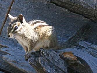 Picture of yellow pine chipmunk or Tamias amoenus