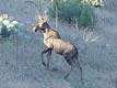Moose pictures