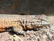 Common side-blotched lizard pictures