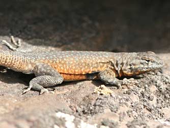 Common side-blotched lizard at Ginkgo State Park