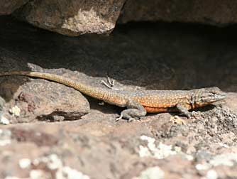 Picture of a common side-blotched lizard or Uta stansburiana